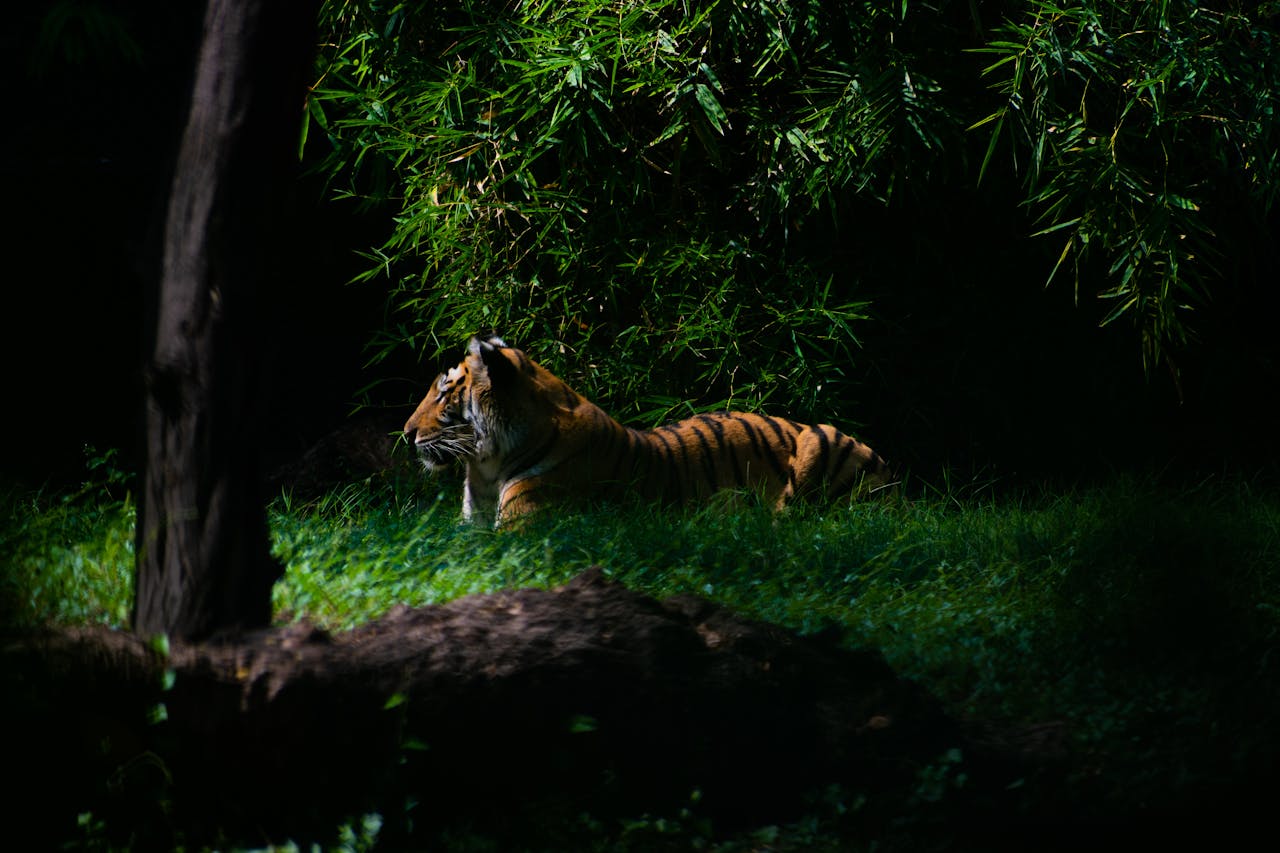 night safari