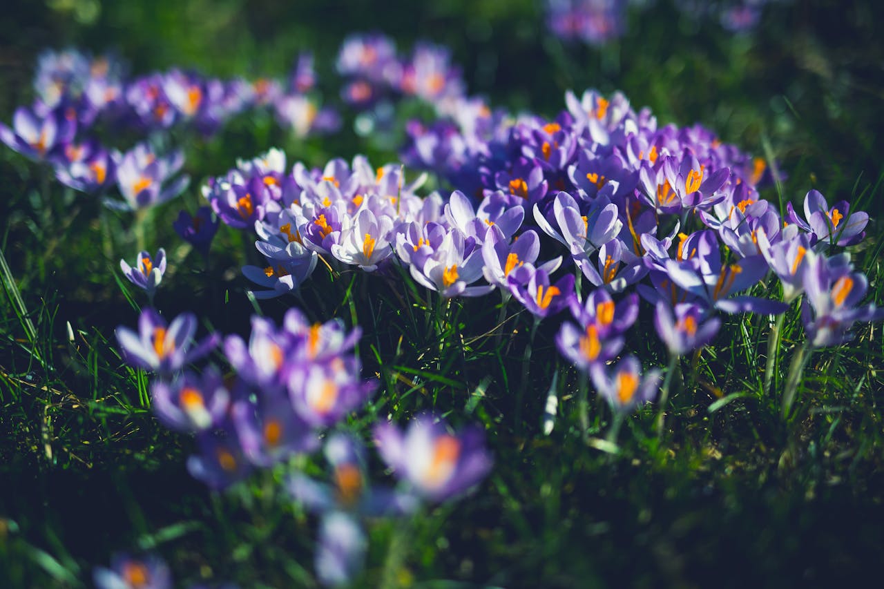 Saffron Farming