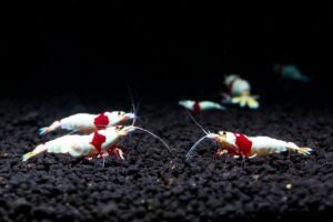 10 Types of Shrimp