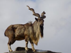 Markhor - 10 Lesser Known Wildlife Species
