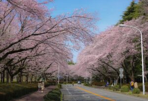 Cherry Blossom Season in Japan
