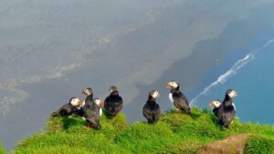 Facts about Puffin Birds