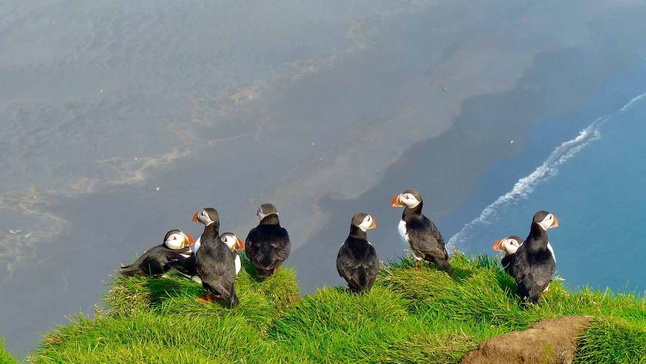 Facts about Puffin Birds