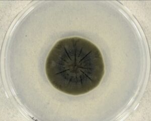 Black Fungus Eats Radiation