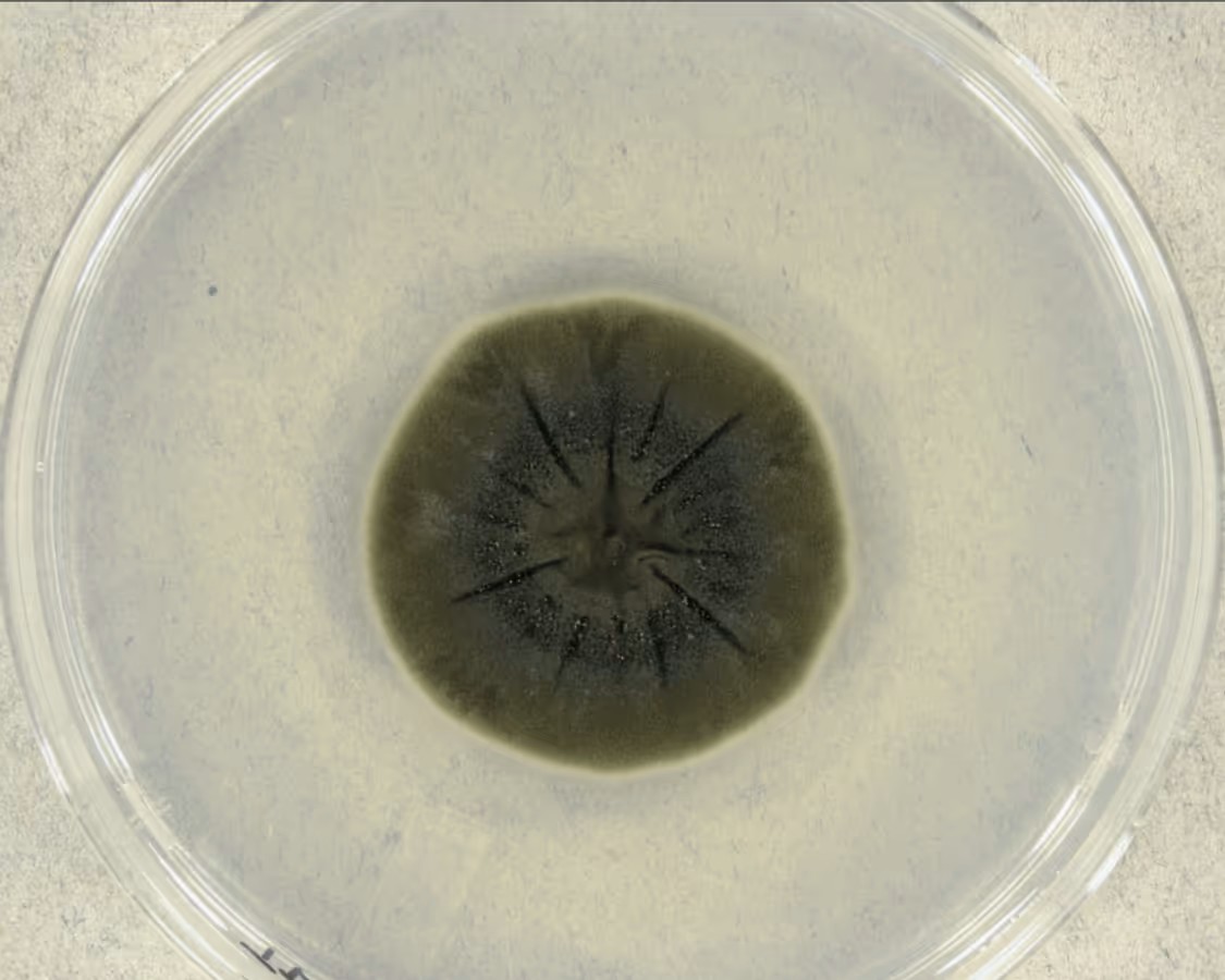 Black Fungus Eats Radiation