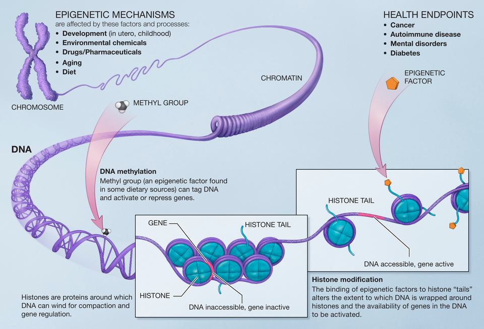 What is DNA and What Role Does It Play in Living Organisms? AI Unlocks Life’s Secrets 1 Epigenetic mechanisms