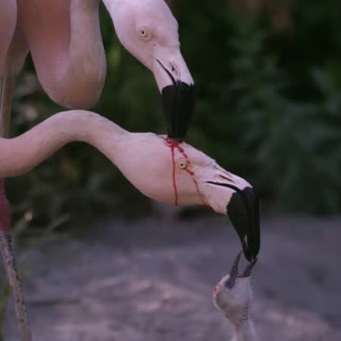 Flamingo Crop Milk