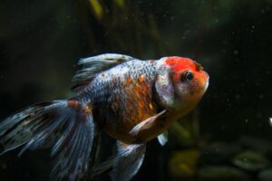 Why Gold Fish is Just a Pet