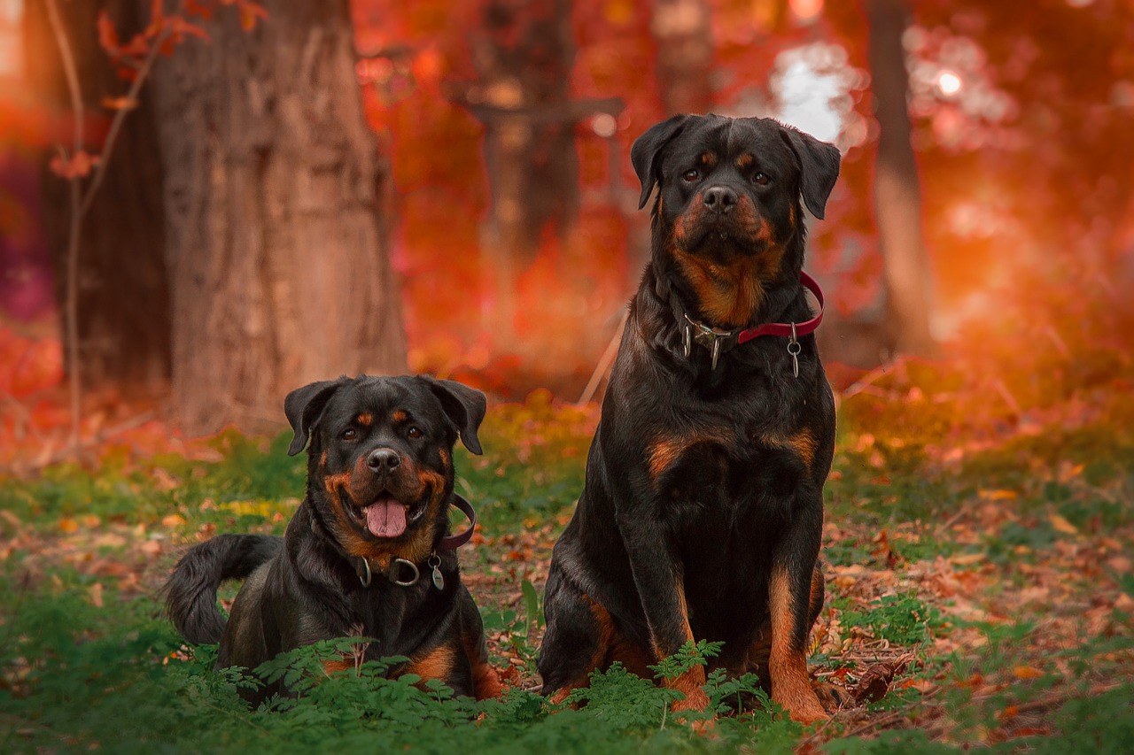 10 best guard dog breeds - Rottweiler
