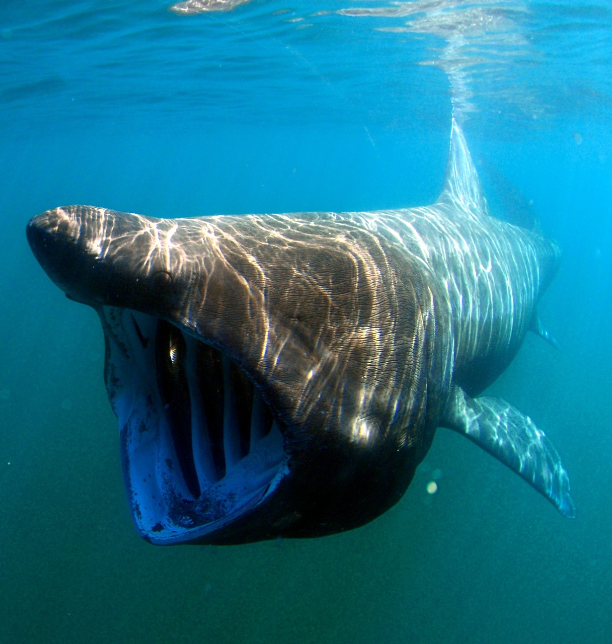 Creatures of Darkness: Life in the Deepest Parts of the Ocean