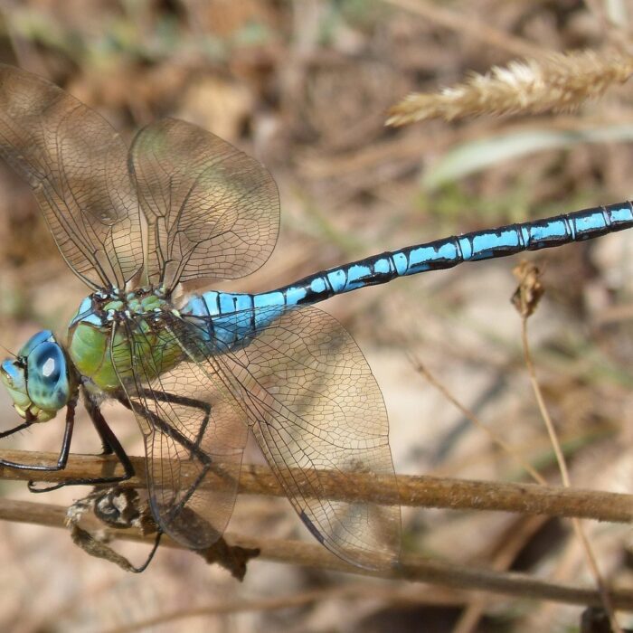 The Emperor Dragonfly
