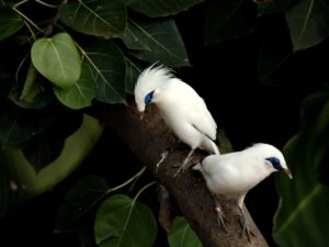Bali Myna