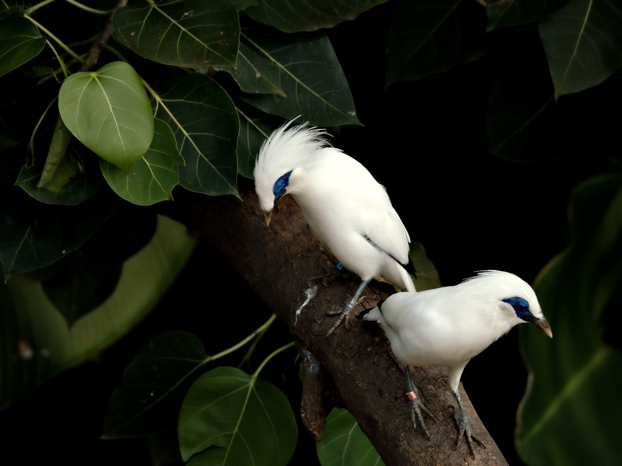 Bali Myna