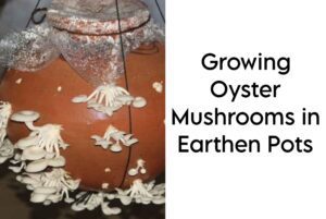 Growing Oyster Mushrooms in Earthen Pots
