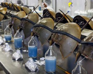 Horseshoe Crab Blue Blood Extraction
