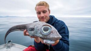 Mouse Fish Deep Sea