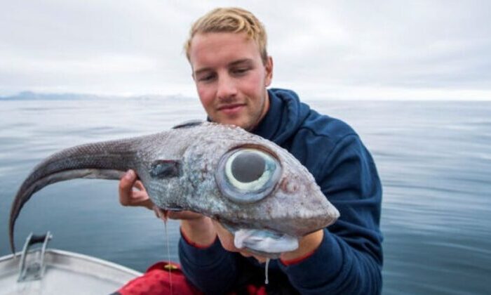 Mouse Fish Deep Sea