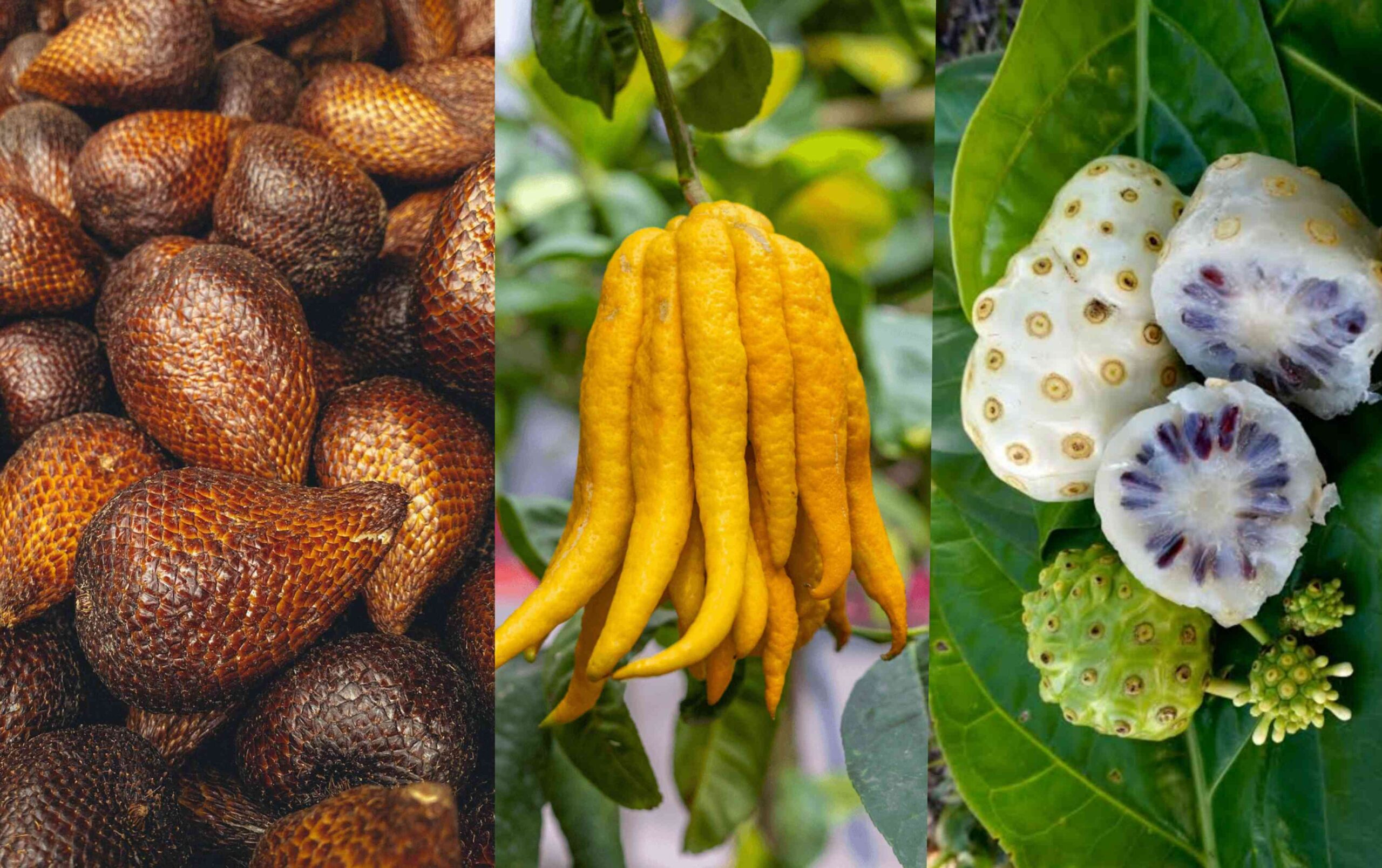 every fruit on planet