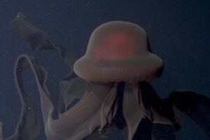 Deep Sea Giant Phantom Jellyfish