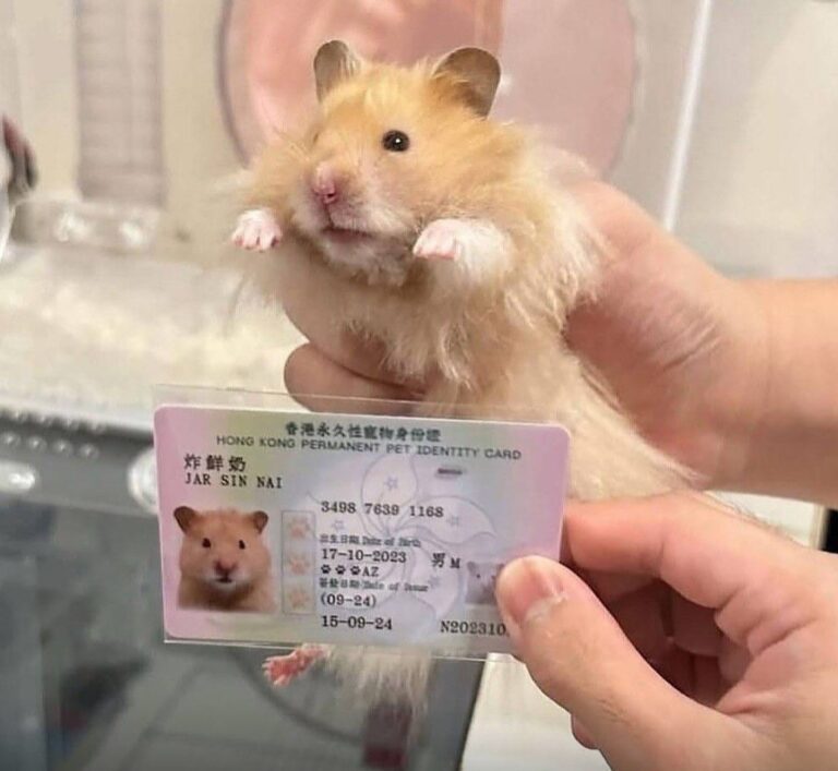 Hong Kong Pets ID
