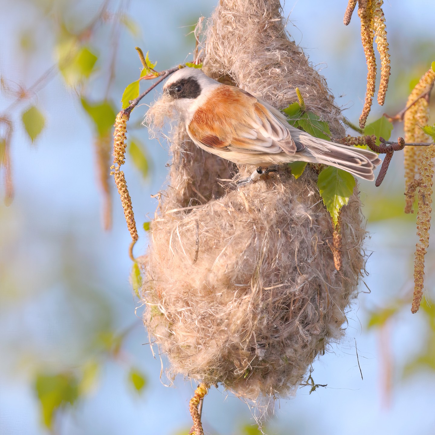 Penduline Tit Nest