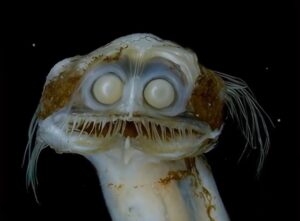 Telescope Fish