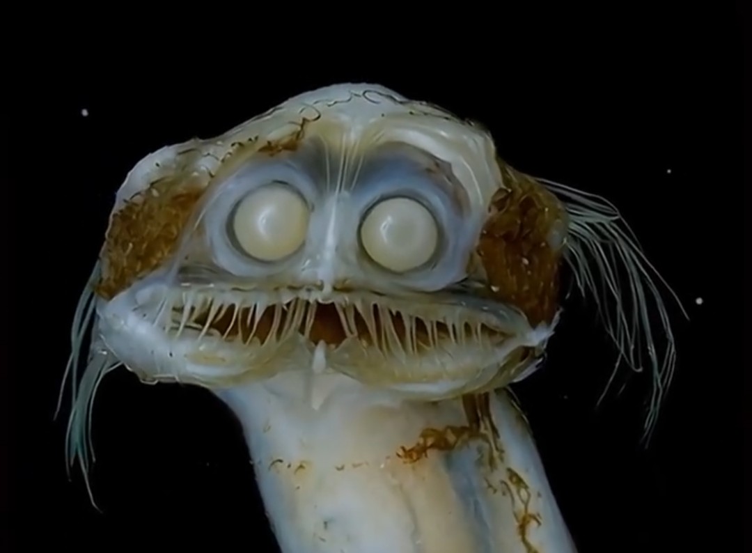 Telescope Fish