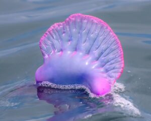 Portuguese man o' war jellyfish