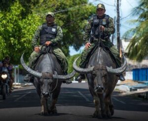 Brazil's Water Buffalo Riding Police