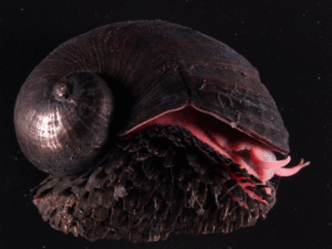 Chrysomallon squamiferum - what lives near volcanoes