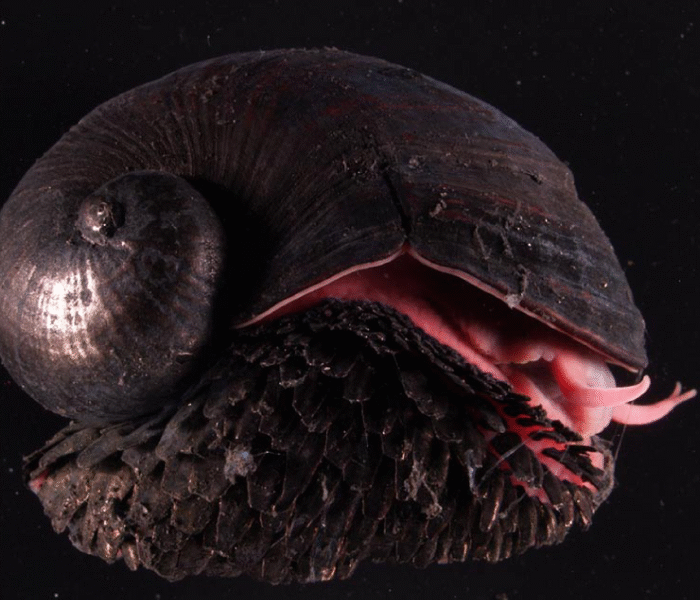 Chrysomallon squamiferum - what lives near volcanoes