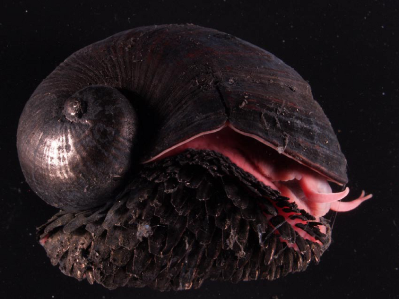 Chrysomallon squamiferum - what lives near volcanoes