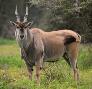 Eland - top 10 largest antelope in the world