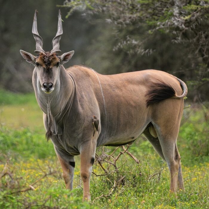 Eland - top 10 largest antelope in the world