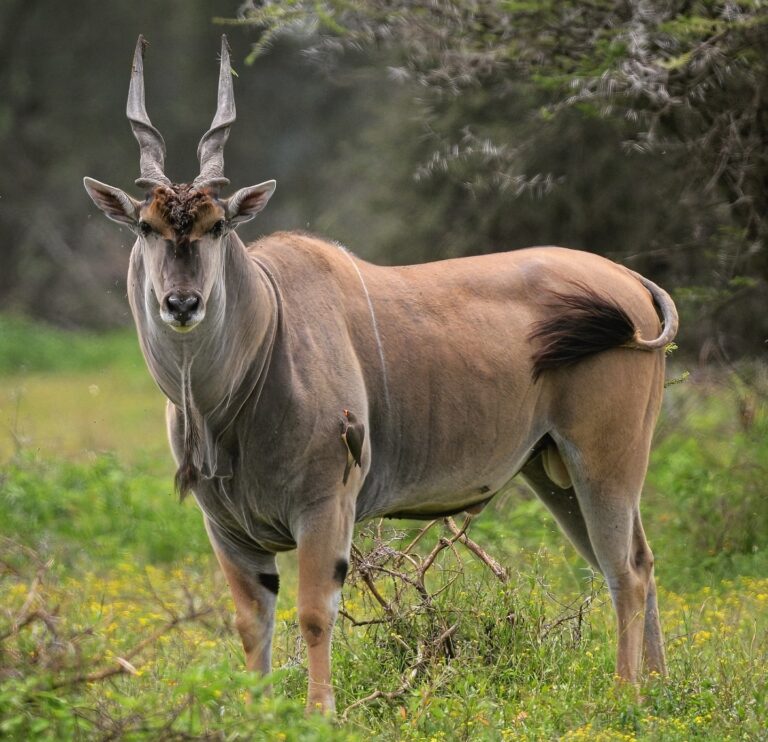 Eland - top 10 largest antelope in the world