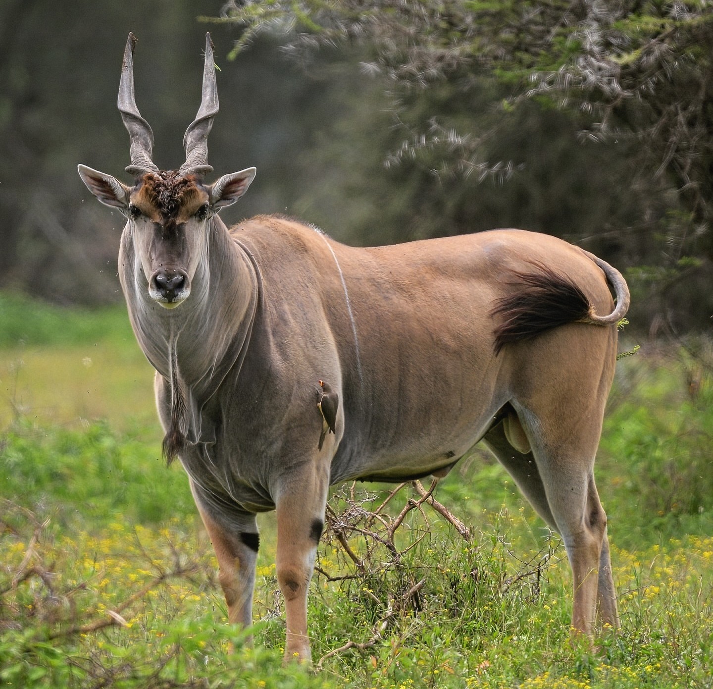 Eland - top 10 largest antelope in the world