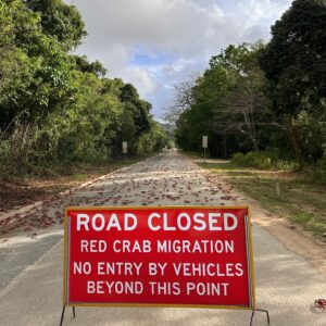 Red Crab Migration Christmas Island