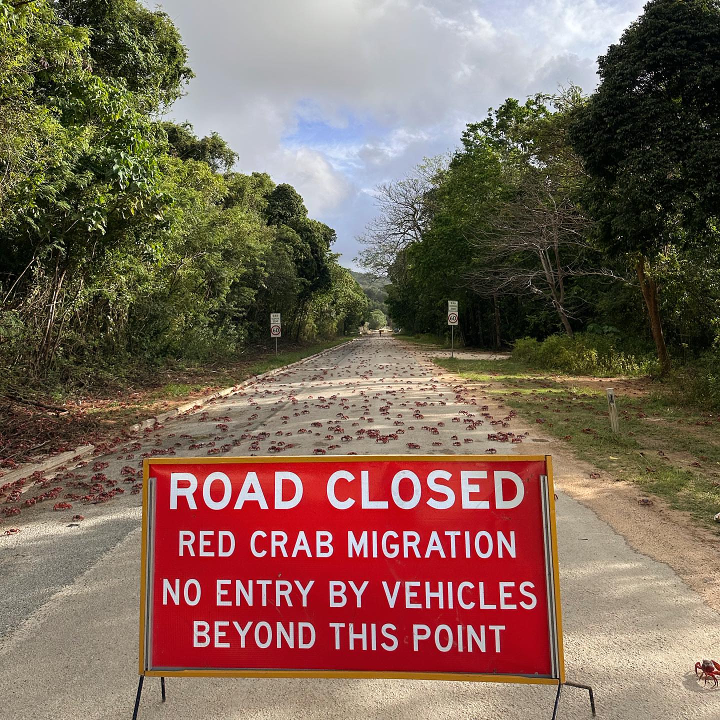 Red Crab Migration Christmas Island