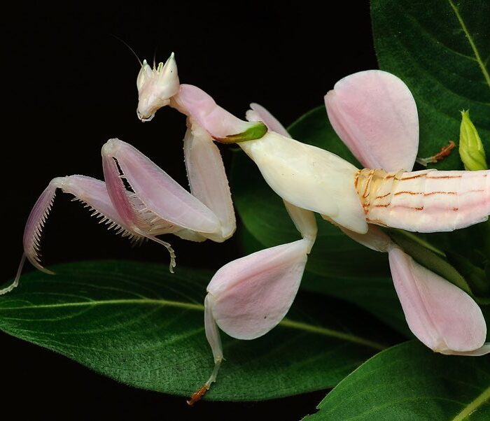 Pink Orchid Mantis