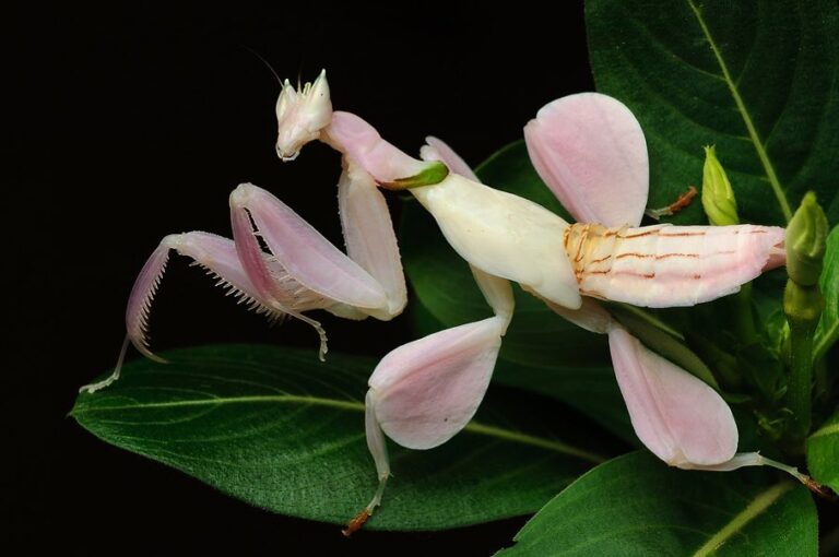 Pink Orchid Mantis