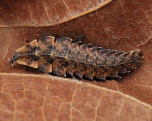 Baby Firefly Larva