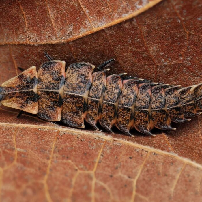 Baby Firefly Larva