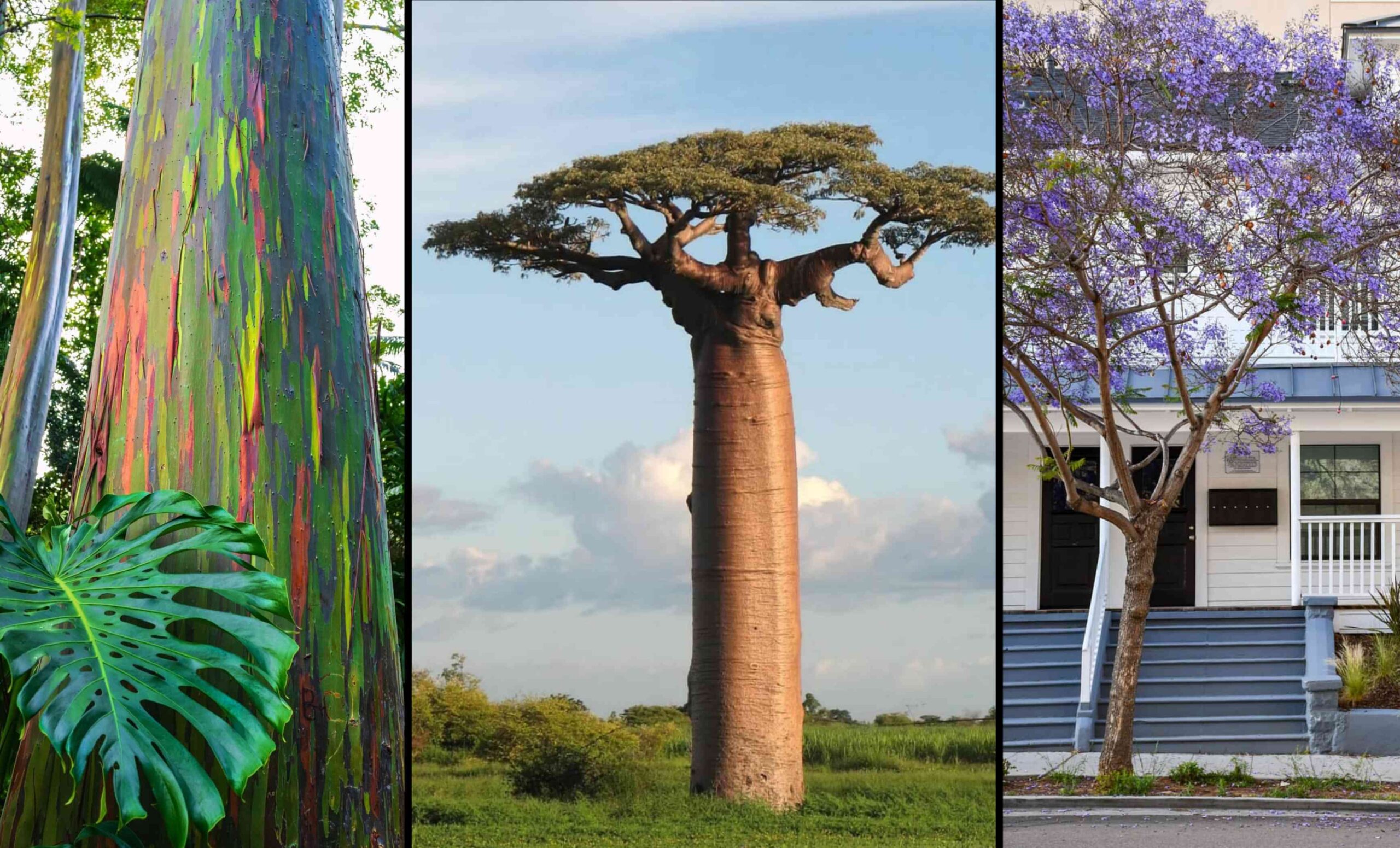 15 Most Beautiful Trees in the World with Pictures