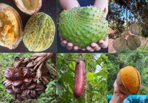 20 Most Unique Fruits You've Never Heard Of