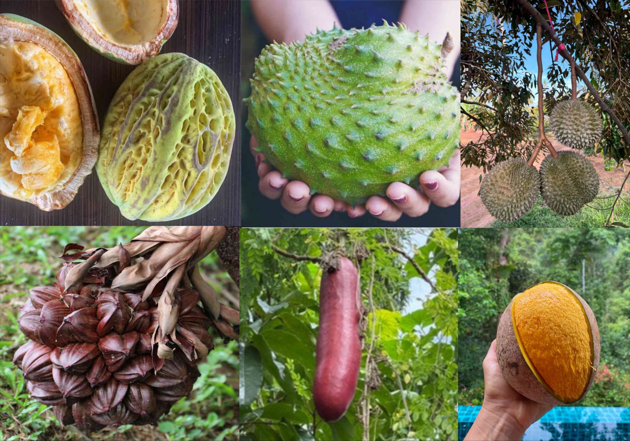 20 Most Unique Fruits You've Never Heard Of
