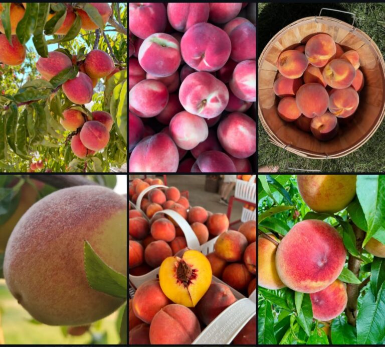 All Types of Peaches With Pictures