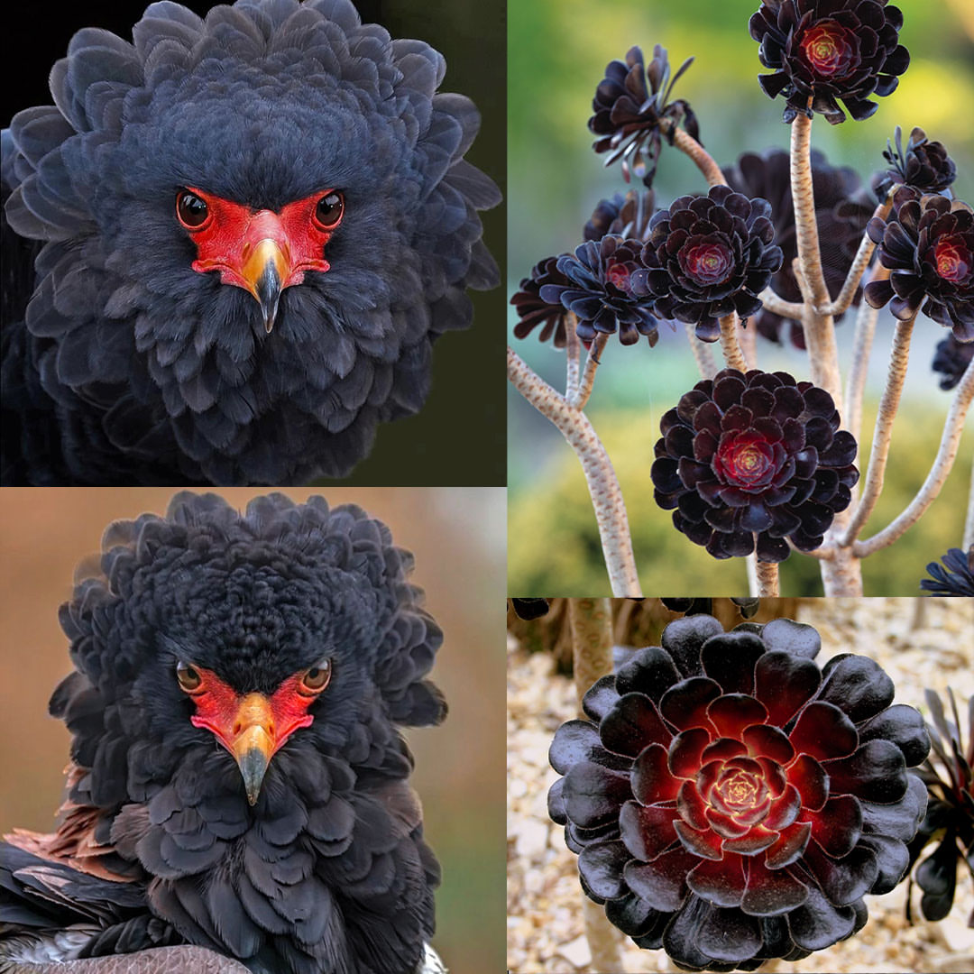 Bateleur Eagle vs Black Rose Succulent - 20 Look Alike in Nature