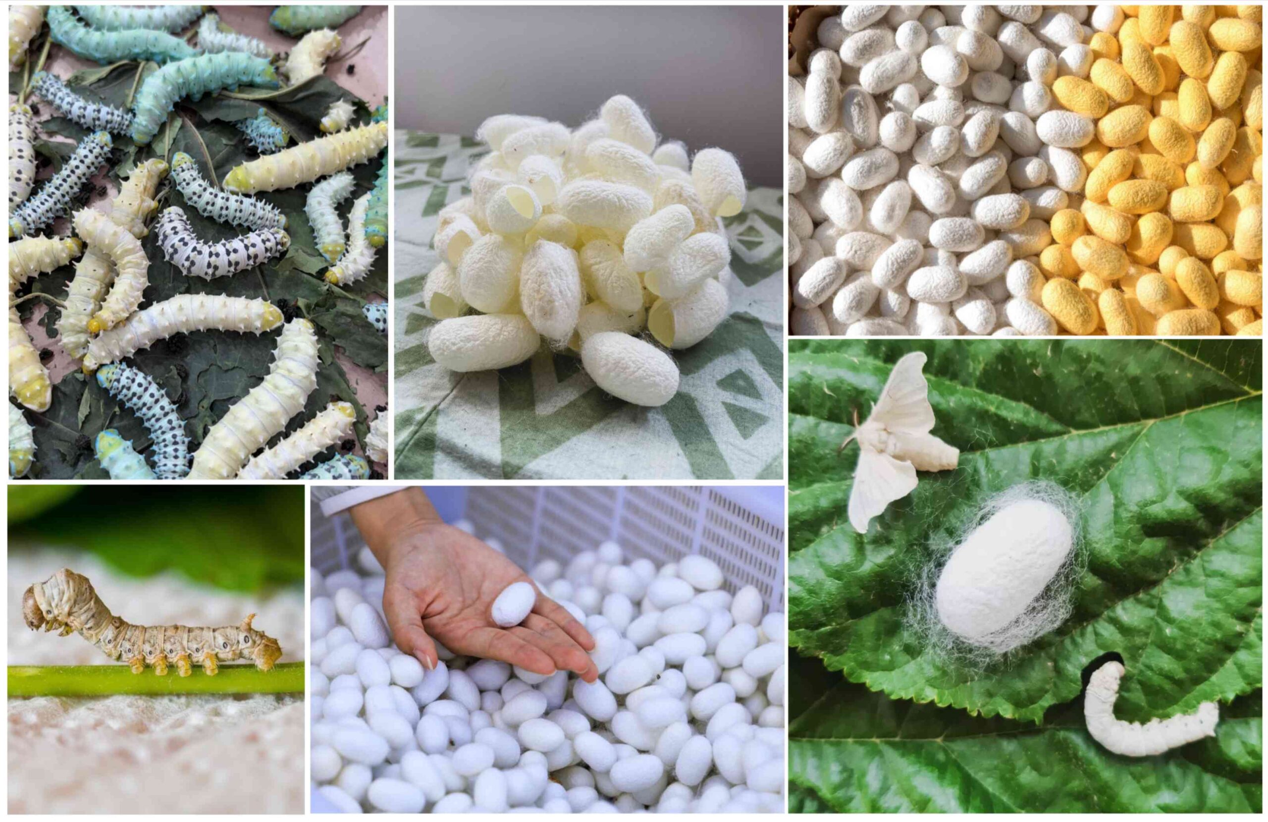 Can You Make Silk Without Killing Silkworms
