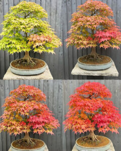 How Much Sun Does Japanese Maple Need