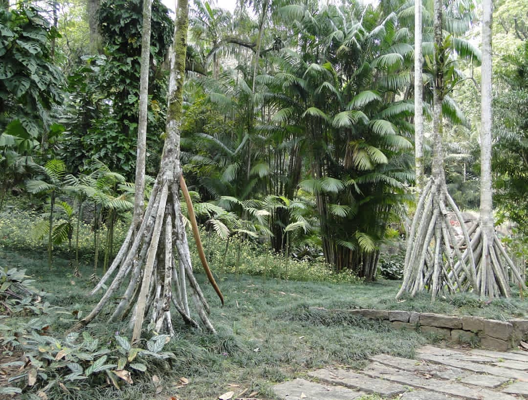 Socratea Exorrhiza Walking Time Lapse